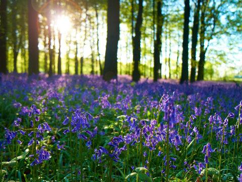 Bluebells