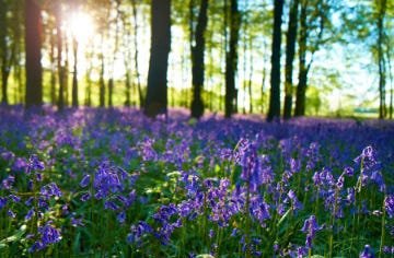 Bluebell spread in woodland