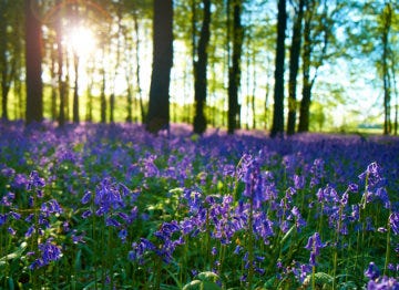 Bluebell spread in woodland